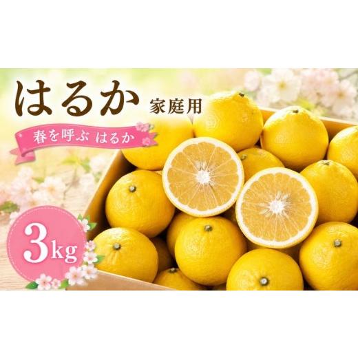 ふるさと納税 果物類 みかん 愛媛県 松山市 2027年2月頃から順次発送 春を呼ぶ はるか 家庭用 3kg | みかん 愛媛みかん 松山みかん 農家直送 家庭用 柑橘 愛…