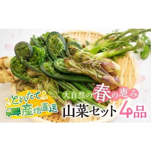 ふるさと納税 野菜類 山菜 岐阜県 飛騨市 春の恵み 山菜セット4品 （約400g〜500g） 旬もの 季節品 産地直送 行者にんにく コシアブラ こごみ タラの芽 山うど…の画像