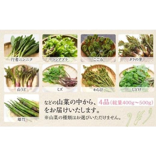 ふるさと納税 野菜類 山菜 岐阜県 飛騨市 春の恵み 山菜セット4品 （約400g〜500g） 旬もの 季節品 産地直送 行者にんにく コシアブラ こごみ タラの芽 山うど…の画像