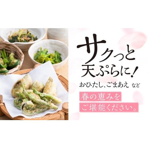 ふるさと納税 野菜類 山菜 岐阜県 飛騨市 春の恵み 山菜セット4品 （約400g〜500g） 旬もの 季節品 産地直送 行者にんにく コシアブラ こごみ タラの芽 山うど…の画像