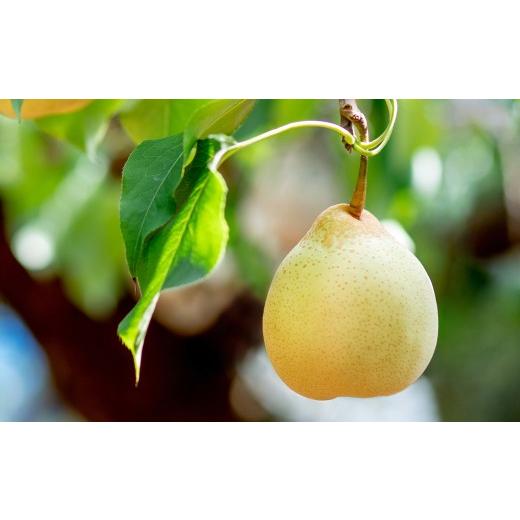 ふるさと納税 梨 岡山県 倉敷市 鴨梨（ヤーリー） 2玉 合計約1.5kg 贈答箱 なし 梨 ナシ 果物 フルーツ 果実 岡山県 倉敷市 2026年11月下旬〜12月下旬迄順次発…_4