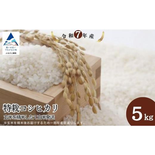 ふるさと納税 米 コシヒカリ 石川県 小松市 特栽コシヒカリ 精米 白米 (玄米5kgを精米したて白米発送) 令和7年産 こしひかり | 石川県 小松市 のむら農産 5k…