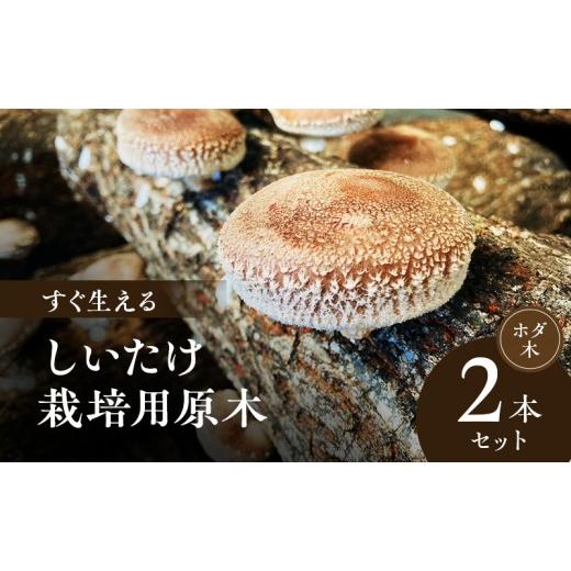 食品 原木椎茸ほだ木 原木椎茸栽培キッド 7本 No.2