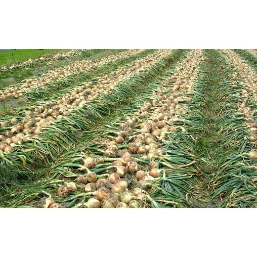 ふるさと納税 野菜類 玉ねぎ 兵庫県 洲本市 ふれあい市の会 つり玉ねぎ 5kg 淡路島 玉ねぎ タマネギ 野菜 旬の野菜 季節の野菜 兵庫県 洲本市 淡路島 No.5395-…の画像