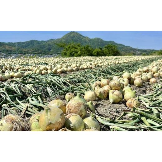ふるさと納税 野菜類 玉ねぎ 兵庫県 洲本市 3kg オリジナルブランド 玉葱 洲錦 (しまにしき) 商標登録商品 玉ねぎ タマネギ 野菜 旬の野菜 季節の野菜 兵庫県 …の画像