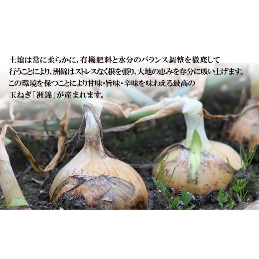 ふるさと納税 野菜類 玉ねぎ 兵庫県 洲本市 5kg オリジナルブランド 玉葱 洲錦 (しまにしき) 商標登録商品 玉ねぎ タマネギ 野菜 旬の野菜 季節の野菜 兵庫県 …の画像