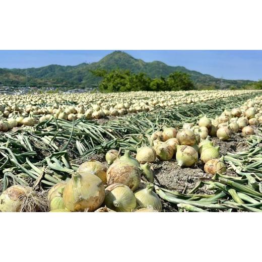 ふるさと納税 野菜類 玉ねぎ 兵庫県 洲本市 5kg オリジナルブランド 玉葱 洲錦 (しまにしき) 商標登録商品 玉ねぎ タマネギ 野菜 旬の野菜 季節の野菜 兵庫県 …の画像