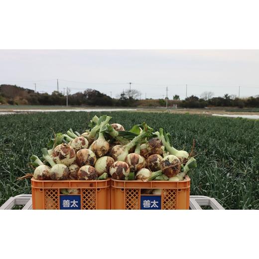 ふるさと納税 野菜類 玉ねぎ 兵庫県 洲本市 淡路島産玉ねぎ 10kg 野菜 淡路島産 玉ねぎ 玉葱 善太 兵庫県 洲本市 淡路島 No.5395-0327の画像