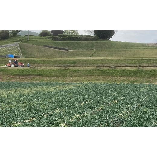 ふるさと納税 野菜類 玉ねぎ 兵庫県 洲本市 淡路島産玉ねぎ 18kg 野菜 淡路島産 玉ねぎ 玉葱 善太 兵庫県 洲本市 淡路島 No.5395-0328の画像