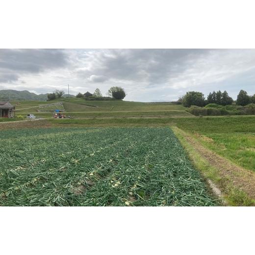 ふるさと納税 野菜類 玉ねぎ 兵庫県 洲本市 淡路島産玉ねぎ 18kg 野菜 淡路島産 玉ねぎ 玉葱 善太 兵庫県 洲本市 淡路島 No.5395-0328の画像