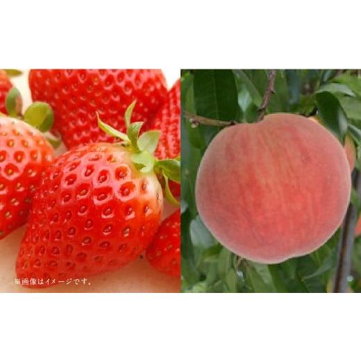 ふるさと納税 いちご 熊本県 あさぎり町 フルーツ2回定期便 球磨のいちご 1kg + 桃 1kg 2026年1月中旬〜6月下旬迄順次発送予定 苺 いちご イチゴ もも モモ …