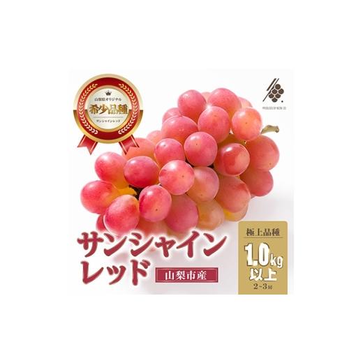 ふるさと納税 ぶどう 山梨県 山梨市 2026年発送 サンシャインレッド 2房〜3房 (約1kg) 山梨県オリジナル品種 1670108
