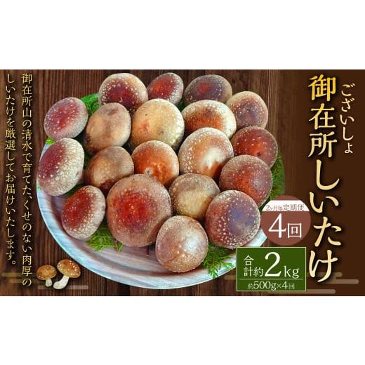 ふるさと納税 野菜類 きのこ 高知県 香美市 2ヶ月毎 4回定期便 御在所肉厚生しいたけ 計約2kg 1回あたり約500g(計4回) 生しいたけ しいたけ 椎茸 シイタケ …