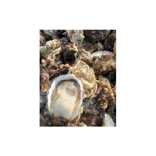 ふるさと納税 牡蠣 生牡蠣 和歌山県 海南市 和歌山 塩津 牡蠣 殻付き 加熱用 サイズ 無選別 約1.5kg 冷蔵 2026年4月〜6月頃発送予定