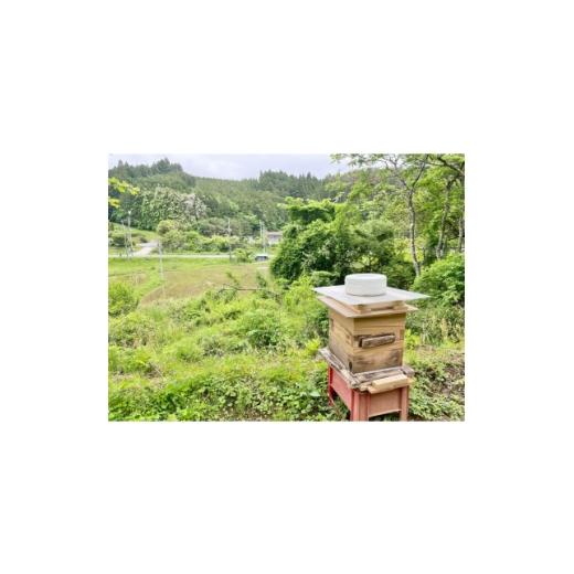 ふるさと納税 加工品等 はちみつ 宮城県 - 南三陸の百花蜜　〜日本ミツバチ100%の希少なはちみつ〜 1642792_3