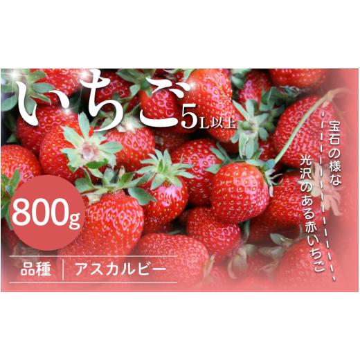 ふるさと納税 いちご 徳島県 三好市 いちご 800g 先行予約 アスカルビー 5L以上 大粒 化粧箱入り 究極のいちご 甘酸っぱい 甘い 香り 苺 イチゴ 果物 フルーツ…