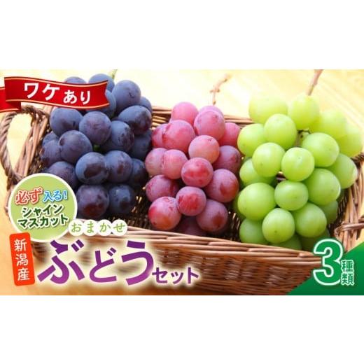 ふるさと納税 果物類 ぶどう 新潟県 新発田市 訳あり ぶどう セット 3種類 ぶどう 詰め合わせ セット シャインマスカット ピオーネ クインニーナ 果物 くだも…