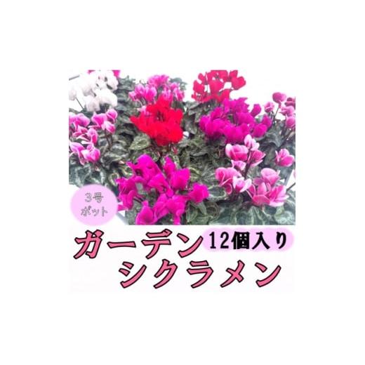 ふるさと納税 花・苗木 島根県 吉賀町 2025年10月〜11月発送 ガーデンシクラメン 3号ポット(12個入り) 1675224