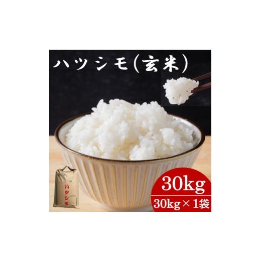 ふるさと納税 玄米 岐阜県 羽島市 令和7年産 岐阜県産ハツシモ(玄米) 30kg 国産 米 1673355の画像