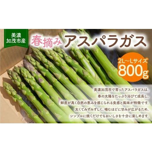 ふるさと納税 野菜類 アスパラガス 岐阜県 美濃加茂市 [先行予約] アスパラガス 800g (2L〜Lサイズ) 2026年3月上旬-5月上旬 発送予定 | 神戸ファーム 野菜…