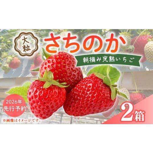 ふるさと納税 果物類 千葉県 旭市 2026年 先行予約 いちご 大粒 9〜18粒 × 2箱 2026 年 2月 3月 発送 さちのか 国産 イチゴ 苺 ストロベリー アフター保証 …