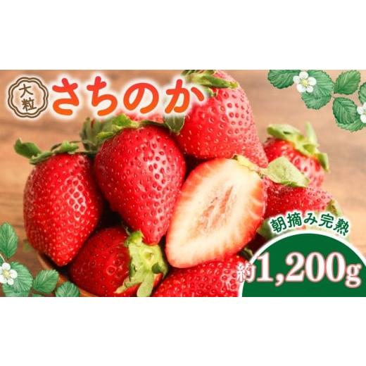 ふるさと納税 菓子 詰合せ 千葉県 旭市 さちのか 約1200g 3箱 大粒 9~18個 新鮮 産地直送 朝摘み 厳選 アフター 保証 付き 2月 発送 開始 苺 イチゴ ストロベ…