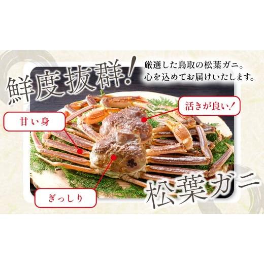 ふるさと納税 カニ 松葉ガニ 鳥取県 日吉津村  活き ご自宅用松葉ガニ　大　１枚 松葉ガニ 松葉がに 松葉蟹 まつばがに かに カニ 冷蔵 チルド ブランド ズワ…_2
