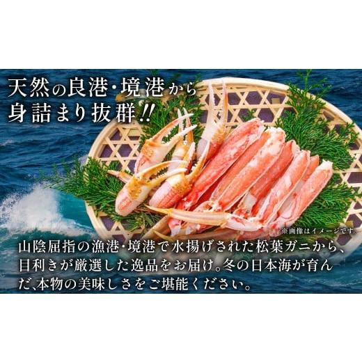 ふるさと納税 カニ 松葉ガニ 鳥取県 日吉津村  活き ご自宅用松葉ガニ　大　１枚 松葉ガニ 松葉がに 松葉蟹 まつばがに かに カニ 冷蔵 チルド ブランド ズワ…_4