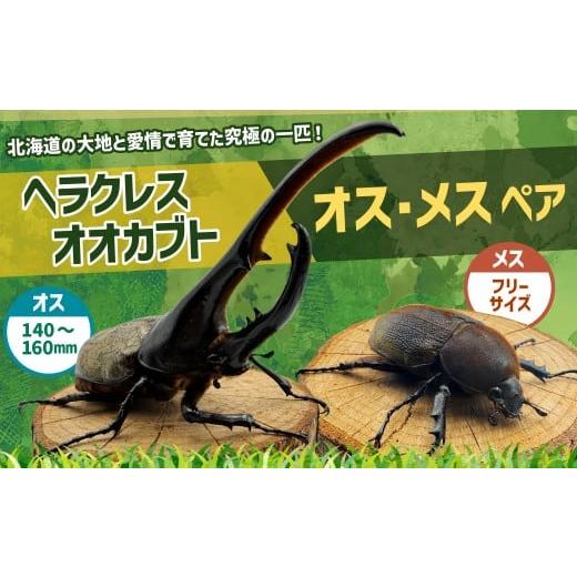 ふるさと納税 生き物 北海道 深川市 指定日必須 ヘラクレスオオカブト オス ・ メス ペア (オスサイズ:大140〜160mm、メスサイズ:フリーサイズ) 2026年3…