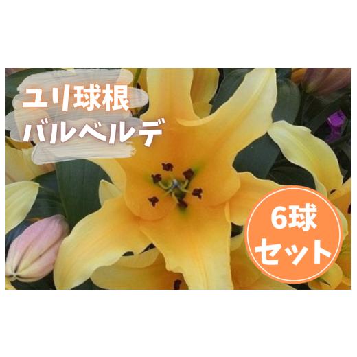 ふるさと納税 雑貨・日用品 花 茨城県 鉾田市 ゆり球根 バルベルデ(オレンジ)/計6球
