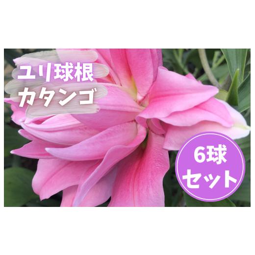 ふるさと納税 雑貨・日用品 花 茨城県 鉾田市 ゆり球根 カダンゴ(八重 濃いピンク)/計6球