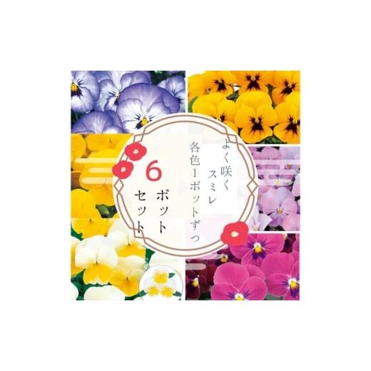 ふるさと納税 雑貨・日用品 花 兵庫県 稲美町 パンジー花苗セット よく咲くスミレ6ポットセット / 花 パンジー よく咲くスミレ 花苗 花き品評会理事長賞…
