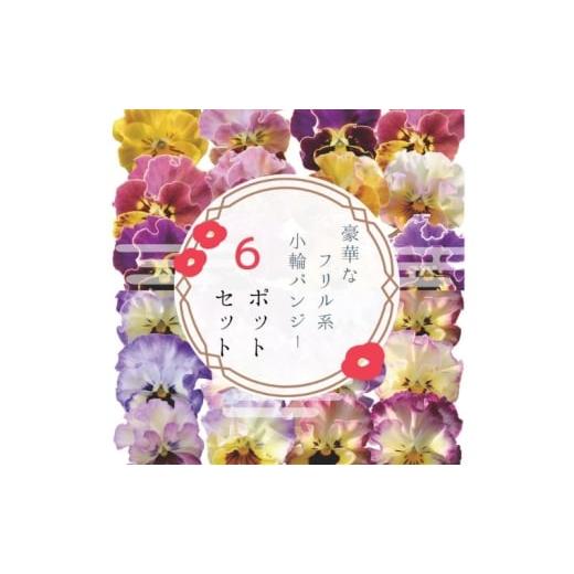 ふるさと納税 雑貨・日用品 花 兵庫県 稲美町 豪華なフリル系小輪パンジー6ポットセット / 花 パンジー フリル系 小輪 花苗 花き品評会理事長賞受賞生…