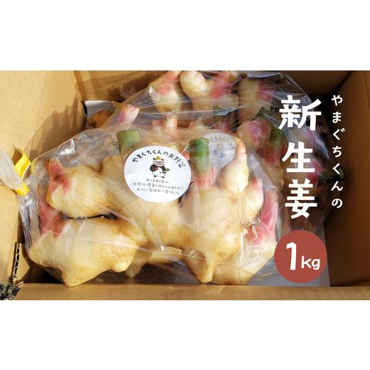 ふるさと納税 野菜類 薬味 鳥取県 智頭町 やまぐちくんの新生姜 1kg (AF1-1)