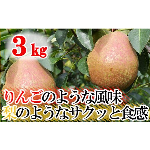 ふるさと納税 梨 岩手県 陸前高田市 期間限定・ 数量限定 ご家庭用 フレミッシュビューティー (西洋梨) 約3kg 梨 洋梨 お取り寄せ ご当地 産地直送 農家直送 …