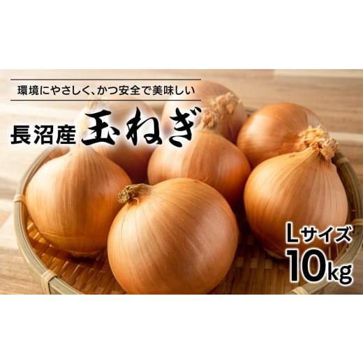 ふるさと納税 野菜類 玉ねぎ 北海道 長沼町 先行予約 北海道長沼産玉ねぎLサイズ10kg(2025年11月下旬発送開始予定)