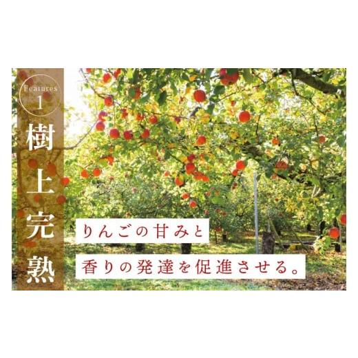ふるさと納税 洋酒・リキュール類 茨城県 大子町 しいなりんご園 奥