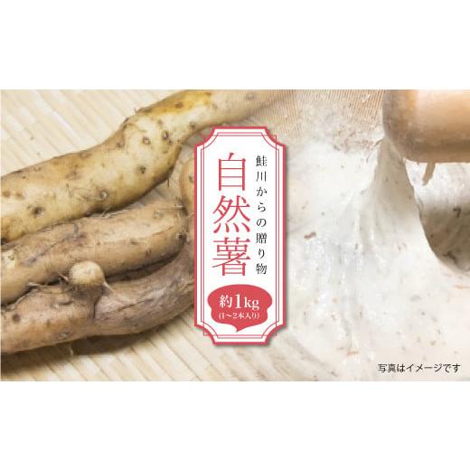 ふるさと納税 人参・大根・他根菜 山形県 鮭川村 鮭川からの贈り物 自然薯 1kg