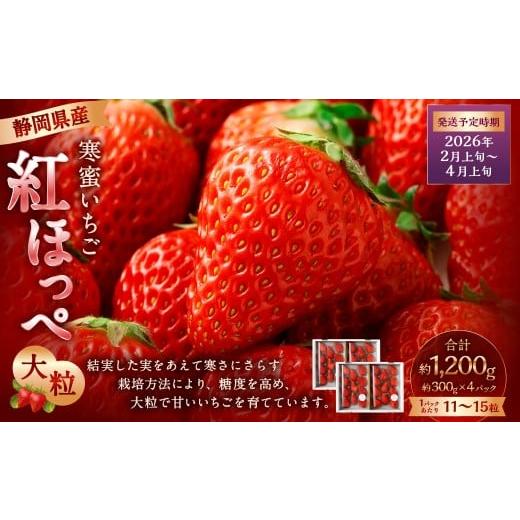 ふるさと納税 いちご 静岡県 菊川市 寒蜜いちご 紅ほっぺ 大粒 4パック(約300g×4パック) 2026年2月上旬-4月上旬発送予定 配送不可:北海道・沖縄・離島 | …