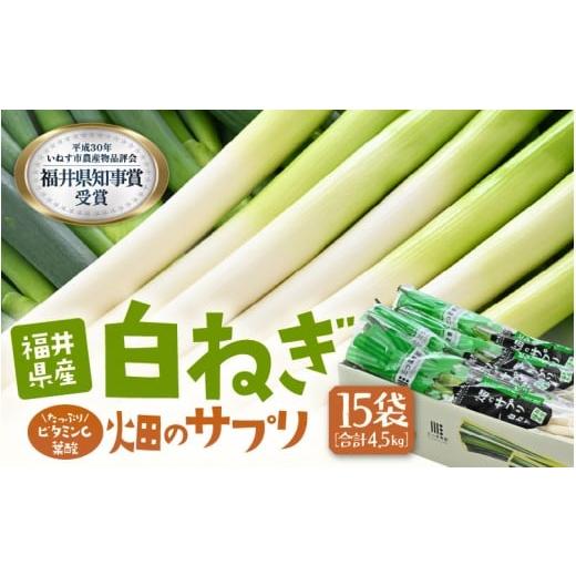 ふるさと納税 野菜類 ねぎ 福井県 坂井市 先行予約 ビタミンCと葉酸たっぷり「畑のサプリ白ネギ」大容量パック 2025年11月以降順次発送予定 長ネギ 長ねぎ 葱…