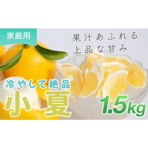 ふるさと納税 みかん・柑橘類 高知県 大月町 小夏 1.5kg 家庭用 日向夏 ニューサマーオレンジ 柑橘 みかん ノーワックス こなつ くだもの 果物 産直 旬の果物 …