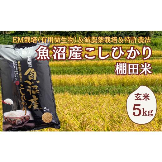ふるさと納税 玄米 新潟県 小千谷市 令和7年産 農家直送の棚田米 魚沼産コシヒカリ 玄米5kg(5kg×1袋) 佐藤農場 | 新潟県産 コシヒカリ お米 米 おこめ こめ …