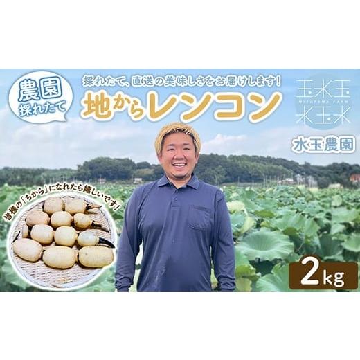 ふるさと納税 人参・大根・他根菜 茨城県 土浦市 農園採れたて 地からレンコン 2kg | 産地直送 茨城県 土浦市産 れんこん 蓮根 シャキシャキ 離島への配送不…