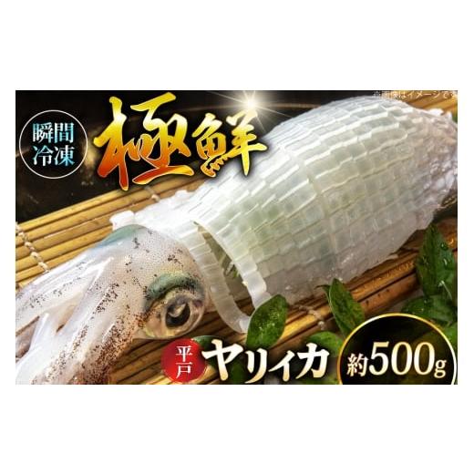 ふるさと納税 イカ 長崎県 平戸市 イカ 刺身 極鮮ヤリイカ 約500g 海隆丸 長崎県 平戸市 hr42bgy400118 ヤリイカ 新鮮 海鮮 魚介 瞬間冷凍 冷凍 コリコリ 直送…