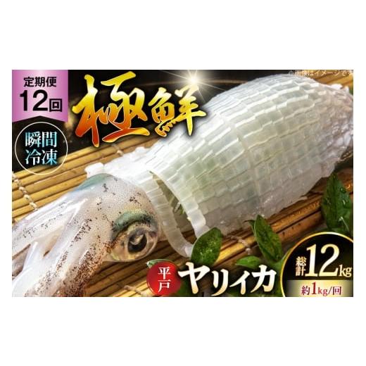 ふるさと納税 イカ 長崎県 平戸市 イカ 刺身 極鮮ヤリイカ 約1kg 12回 定期便 海隆丸 長崎県 平戸市 hr42bgy400131 おつまみ ヤリイカ 新鮮 海鮮 魚介 瞬間冷…