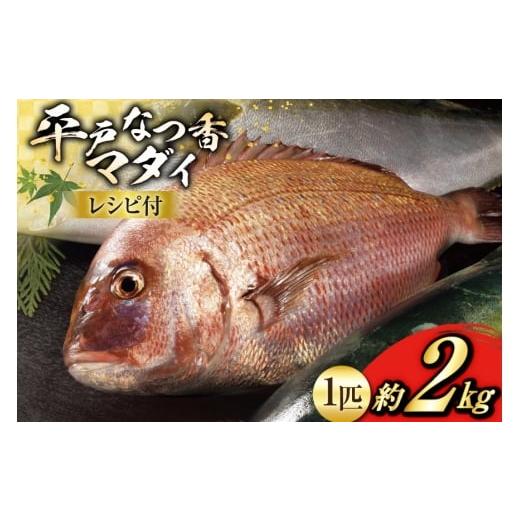 ふるさと納税 魚貝類 鯛 長崎県 平戸市 タイ 刺身 平戸なつ香 鯛 丸々 1匹 約2kg (株)坂野水産 長崎県 平戸市 hr42bgy420108 魚介 さかな 刺身用 さしみ 冷…