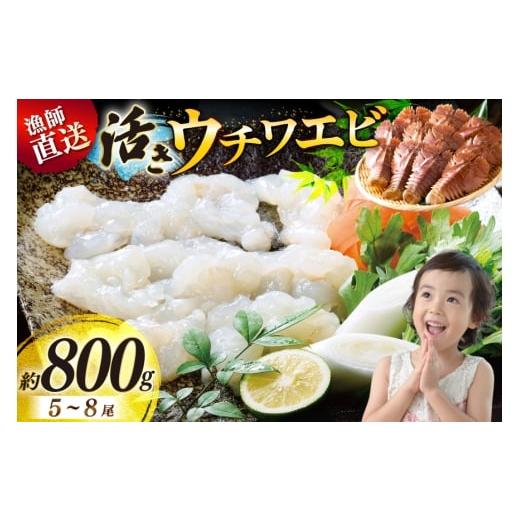 ふるさと納税 エビ 長崎県 平戸市 活 うちわえび エビ 海老 海鮮 ウチワエビ 5〜8尾(約800g) ひばり 長崎県 平戸市 hr42bgy420056 魚介 海産物 鍋 刺身 刺し身…