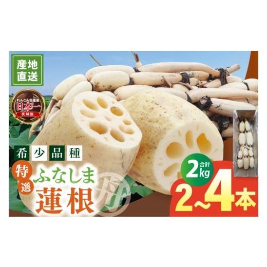 ふるさと納税 人参・大根・他根菜 茨城県 阿見町 特選 ふなしま蓮根(2kg箱)| 老舗産地 レンコン 希少品種 れんこん 柔らかい 産地直送(82-02)