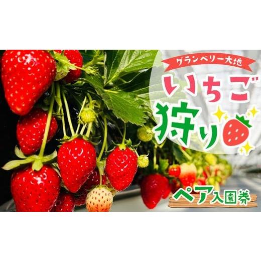 ふるさと納税 体験チケット 茨城県 常総市 グランベリー大地いちご狩りペア入園券 2025年12月上旬〜2026年3月下旬頃に順次発送予定