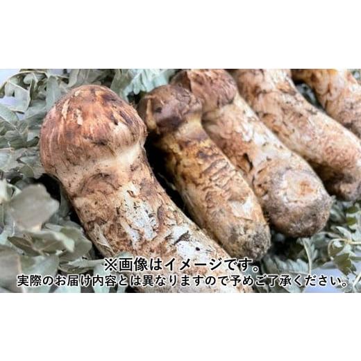 ふるさと納税 野菜類 きのこ 岩手県 久慈市 久慈産天然松茸「サイズ、つぼみ、開きおまかせ」300g 「サイズ、つぼみ、開きおまかせ」300g